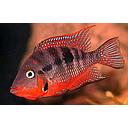 thorichthys meeki 5-6cm