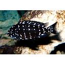 tropheus duboisi 2.5-3cm