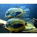 uaru amphiacanthoides 3cm