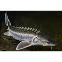 acipenser ruthenus - sturgeon baeri 50-55cm