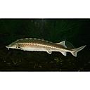 acipenser transmontanus - sturgeon white 27-30cm