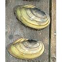 anodonta cygnea - zwanemossel/moule d'eau douce 11-14cm