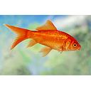 carassius auratus - goldfish red 7-10cm