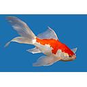 carassius auratus - goldfish sarassa 7-10 cm