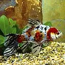 carassius auratus - goldfish shubunkin 10-12cm