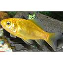 carassius auratus - goldfish yellow 10-12cm