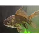 carassius auratus - oranda black moor 5-6cm