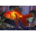 carassius auratus - oranda red 4-5cm
