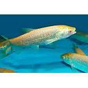 ctenopharyngodon idella - grass carp albino red eye 11-13cm