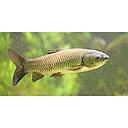 ctenopharyngodon idella - grass carp green 11-13cm