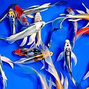 cyprinus carpio - koi butterfly 7-10cm