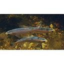 leuciscus idus - blauwe winde/ide bleu 10-12cm