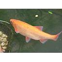 leuciscus idus - goudwinde/ide melanotte 7-10cm