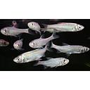 leuciscus idus - zilverwinde / ide grise 10-12cm