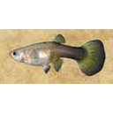 poecilia reticulata - guppy female half black 3cm