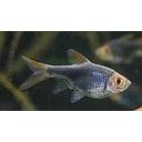 rasbora heteromorpha black 2.5cm