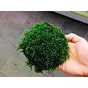 coconut with javamoss 10cm