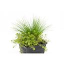 zuurstofplanten mix mand voor 1m3