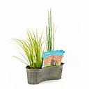 Mix mand ovaal 40 cm met 4 Planten