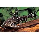 agamyxis pectinifrons 4.5-5cm