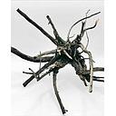 black moor spider wood /kg