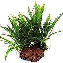 lavasteen met microsorum pteropus Small