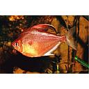 hyphessobrycon erythrostigma - bleeding heart tetra 4-4.5cm