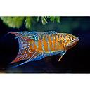 macropodus opercularis - paradise fish 4-4.5cm