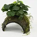 coconut with anubia 10cm