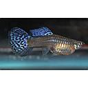 poecilia reticulata - guppy female mozaic blue 3cm