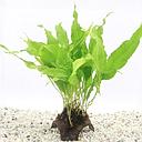 coconut with microsorium 10cm