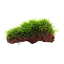 1 mos/plant on wood 15-20cm