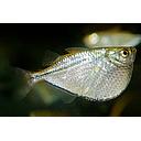 thoracocharax stellatus 2.5-2.8cm