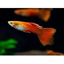 poecilia reticulata - guppy male moscow red 3cm