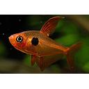 megalomphodus sweglesi 2,8cm