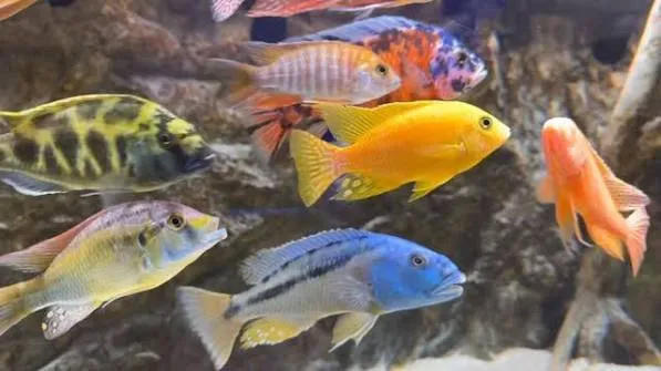 african cichlid mix 14-16cm