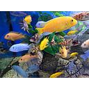 african cichlid mix 8-11cm