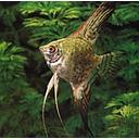 pterophyllum scalare mix 3-3.5cm (body)