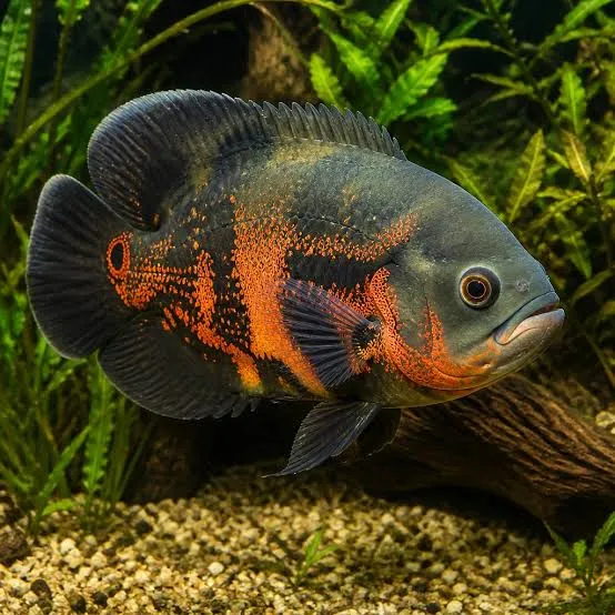 astronotus ocellatus 5cm