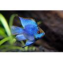 microgeophagus ramirezi electric blue 3cm