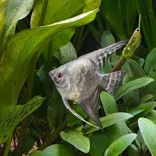 pterophyllum scalare smoke paraiba 5cm (body)