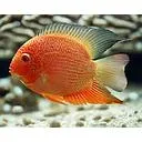heros red spotted severum 4-4.5cm