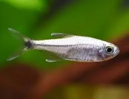 hemigrammus rodwayi 2.8-3cm