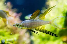 iriatherina werneri 2.5-3cm