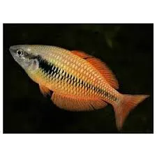 melanotaenia ajamaruensis 3.5-4cm