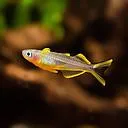 pseudomugil furcatus 2.5cm