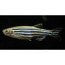 brachydanio rerio gold 2.5-3cm