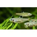 rasbora dorsiocellata 2.5cm