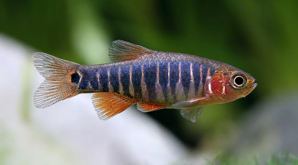 hemigrammus erythrozonus - gracilis 2cm
