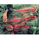 microrasbora erythromicron 2cm